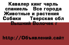 Кавалер кинг чарль спаниель - Все города Животные и растения » Собаки   . Тверская обл.,Вышний Волочек г.